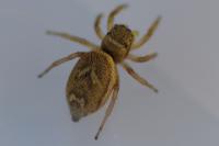 Heliophanus tribulosus