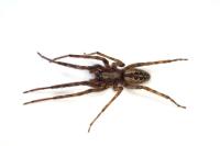 Segestria bavarica