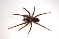 Amaurobius ferox