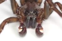 Amaurobius ferox