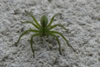 Micrommata ligurina