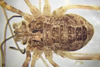 Rilaena triangularis