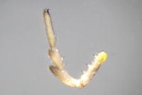 Rilaena triangularis