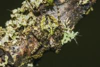 Gibbaranea gibbosa