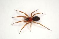 Walckenaeria corniculans