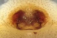 Walckenaeria corniculans