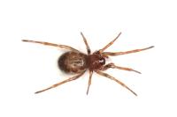 Enoplognatha testacea