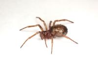 Enoplognatha testacea