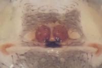 Enoplognatha testacea