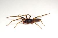Harpactea hombergi