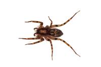 Liocranum rupicola