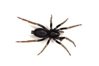 Trachyzelotes pedestris