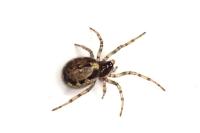 Enoplognatha mandibularis