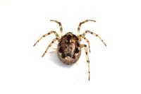 Enoplognatha mandibularis