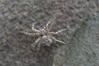 Philodromus