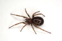 Enoplognatha testacea