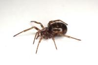 Enoplognatha testacea