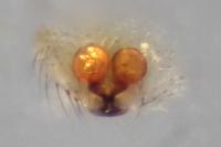 Enoplognatha testacea