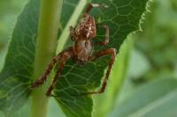 Araneus diadematus