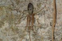Pholcus phalangioides