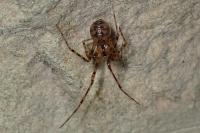 Nesticus cellulanus