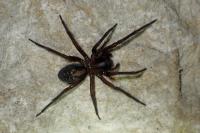 Amaurobius ferox