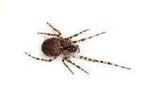 Metellina merianae
