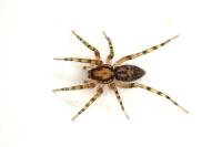 Liocranum rupicola
