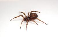 Steatoda bipunctata