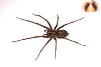 Eratigena saeva