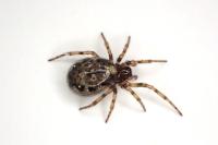 Enoplognatha mandibularis