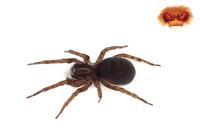 Amaurobius erberi