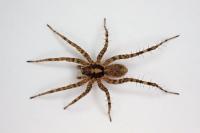 Pardosa agricola