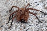 Olios argelasius
