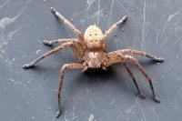 Olios argelasius