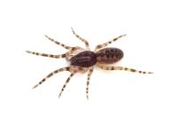 Segestria bavarica