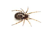 Enoplognatha mandibularis
