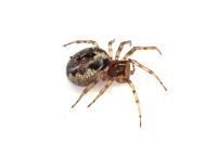 Enoplognatha mandibularis