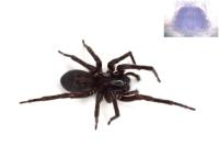 Amaurobius ferox