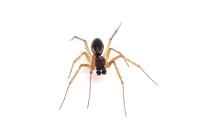 Tenuiphantes tenuis