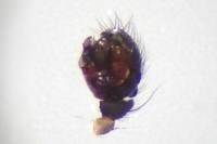 Tenuiphantes tenuis