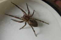 Zoropsis spinimana