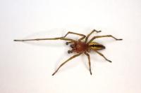 Cheiracanthium erraticum