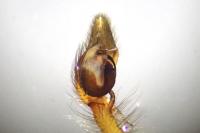 Cheiracanthium erraticum