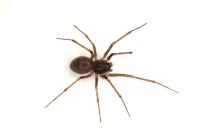 Bathyphantes gracilis