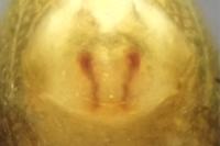 Bathyphantes gracilis