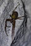 Metellina merianae