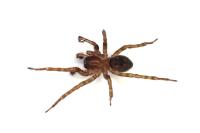 Amaurobius similis