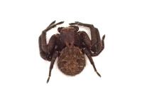 Xysticus acerbus