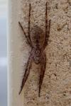 Zoropsis spinimana